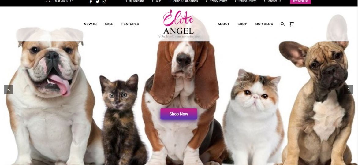 Buffalo Website Builder - The Elite Angel LLC - Gallery Image 1